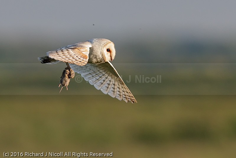 Barn Owl (Tyto alba) with prey - Barn Owl (Tyto Alba)