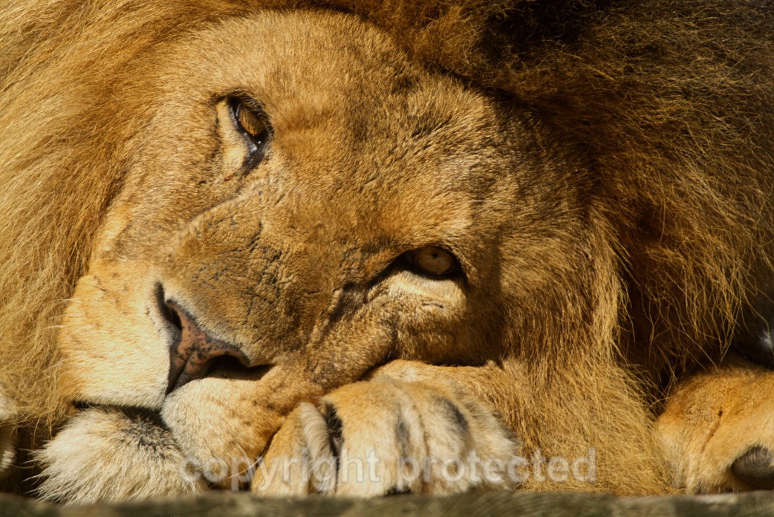Bailey - Wildlife Vets International