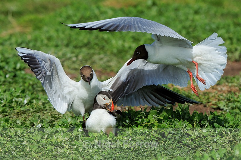 Puffin surrounded by two Black-headed Gulls, Farne Islands - Puffin