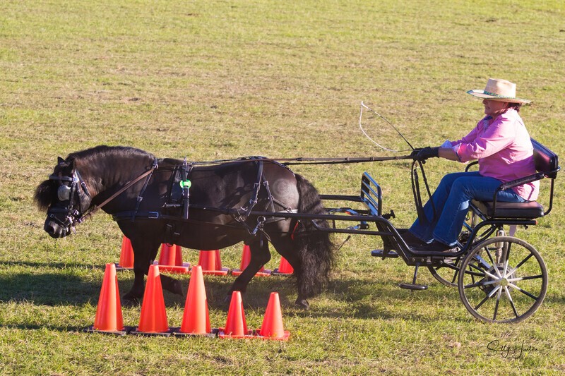 Harness Driving Challenge 11. 0A3A9681 - 2025 Senic Rim Clydesdale Spectacular
