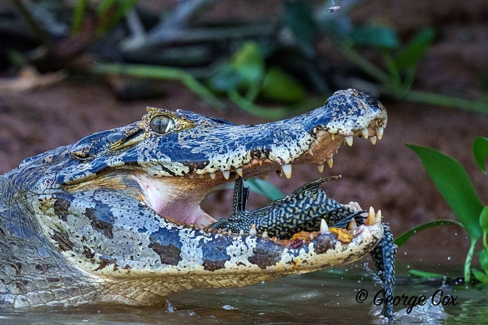 Caiman eating catfish