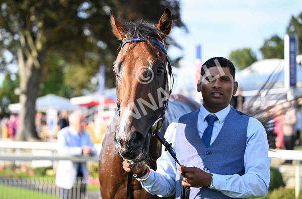 220825-288 Fifth Column - Race 7 5.20pm Sky Bet Mile Handicap