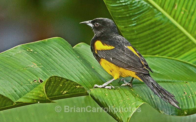 IMG_5687 Black Cowled Oriole, Costa Rica - Costa Rican Wildlife