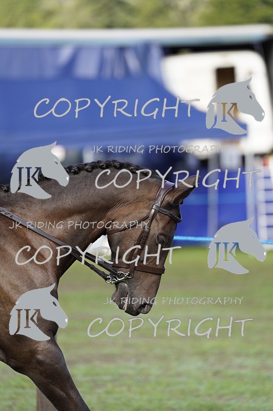 _DSC9353 - Class 8 & 17 Ridden Hunter & Ridden Hunter Pony