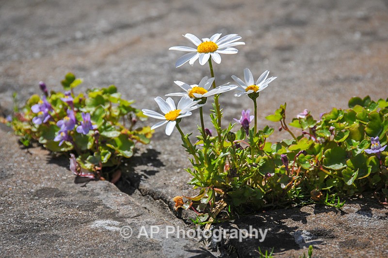 Flowers-ACP_3016 - Plants