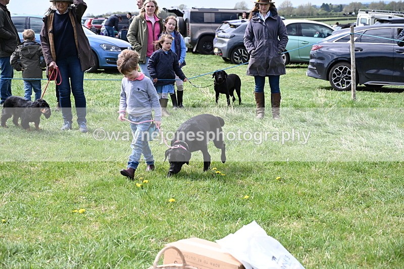 WJ6_8991 - Class 8 Best Working / Gun Dog or Bitch