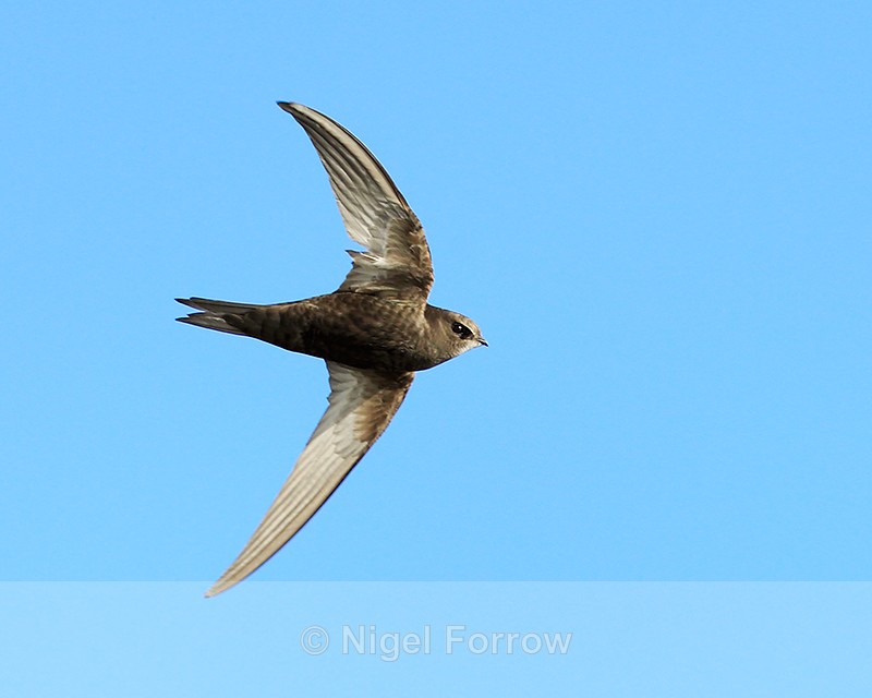 Swift in flight at Farmoor - Swift