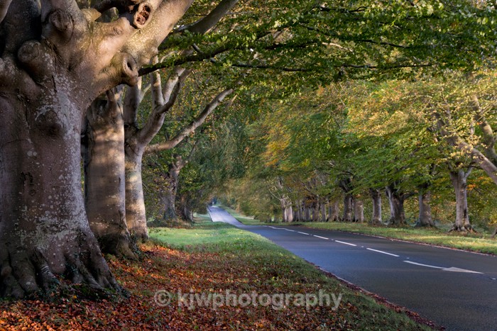Beech Tree Avenue - Gallery 5