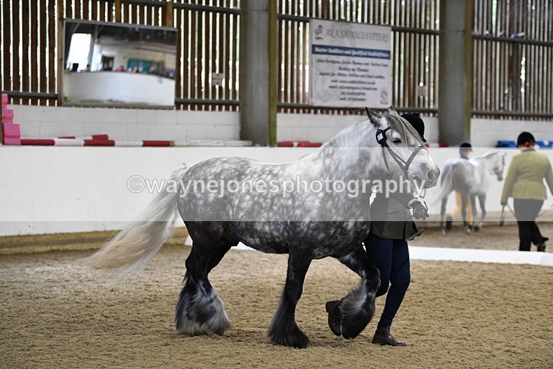 WJ5_4309 - Class 6 In hand M&M - Large Breeds