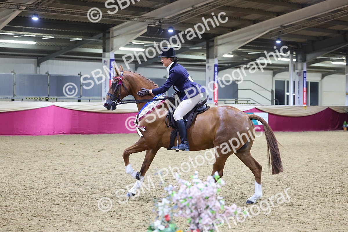 0B8A4504 - Class O Ridden Show Horse Champ