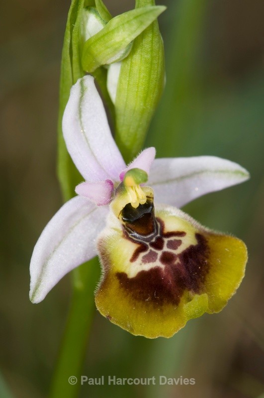 Ophrys lacaitae x Ophrys holoseria ssp gracilis. one of a hybrid swarm in a small woodland area nr San Marco in Lamis - Orchids - Ophrys