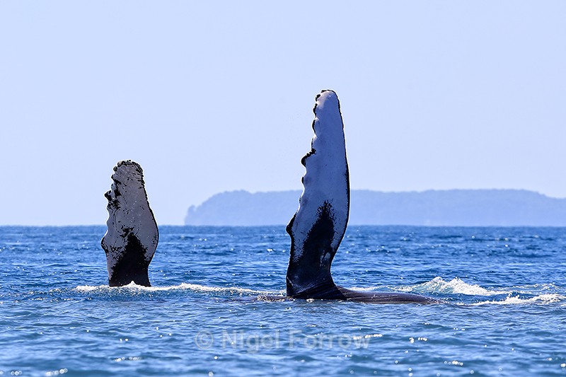 Two Humpback Whales, Drake Bay, Costa Rica - Whale