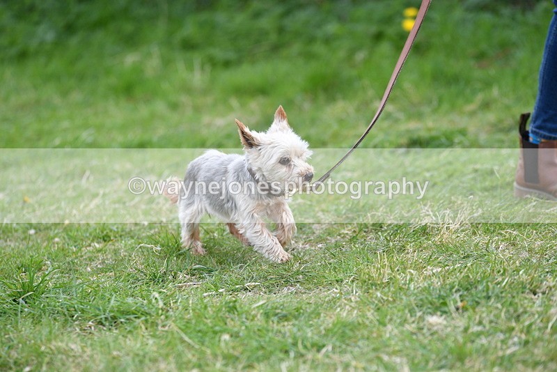 WJ5_0119 - Class 5 Best Veteran / 7 years & over