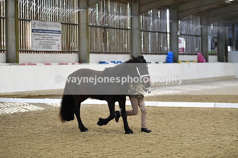 WJ5_4237 - Class 6 In hand M&M - Large Breeds