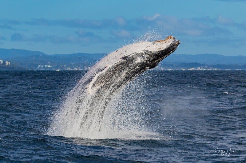 0A3A2450. Humpback Breach 2 - 2026 Whales