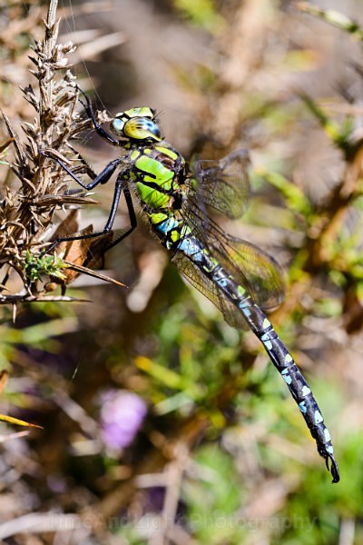 Male Southern hawker - Dragonflies & Damselflies