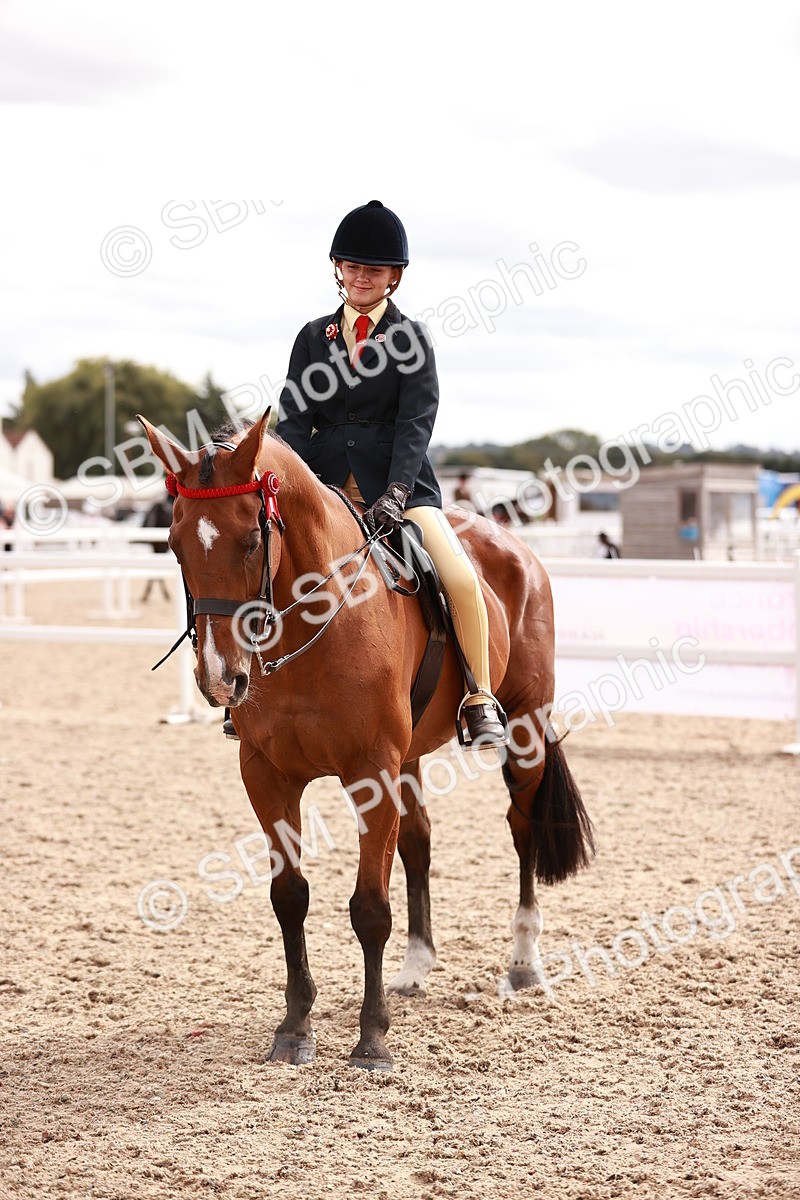 SBM_18312 - Class 417 - Handsome Gelding (IH or Ridden - JNR)
