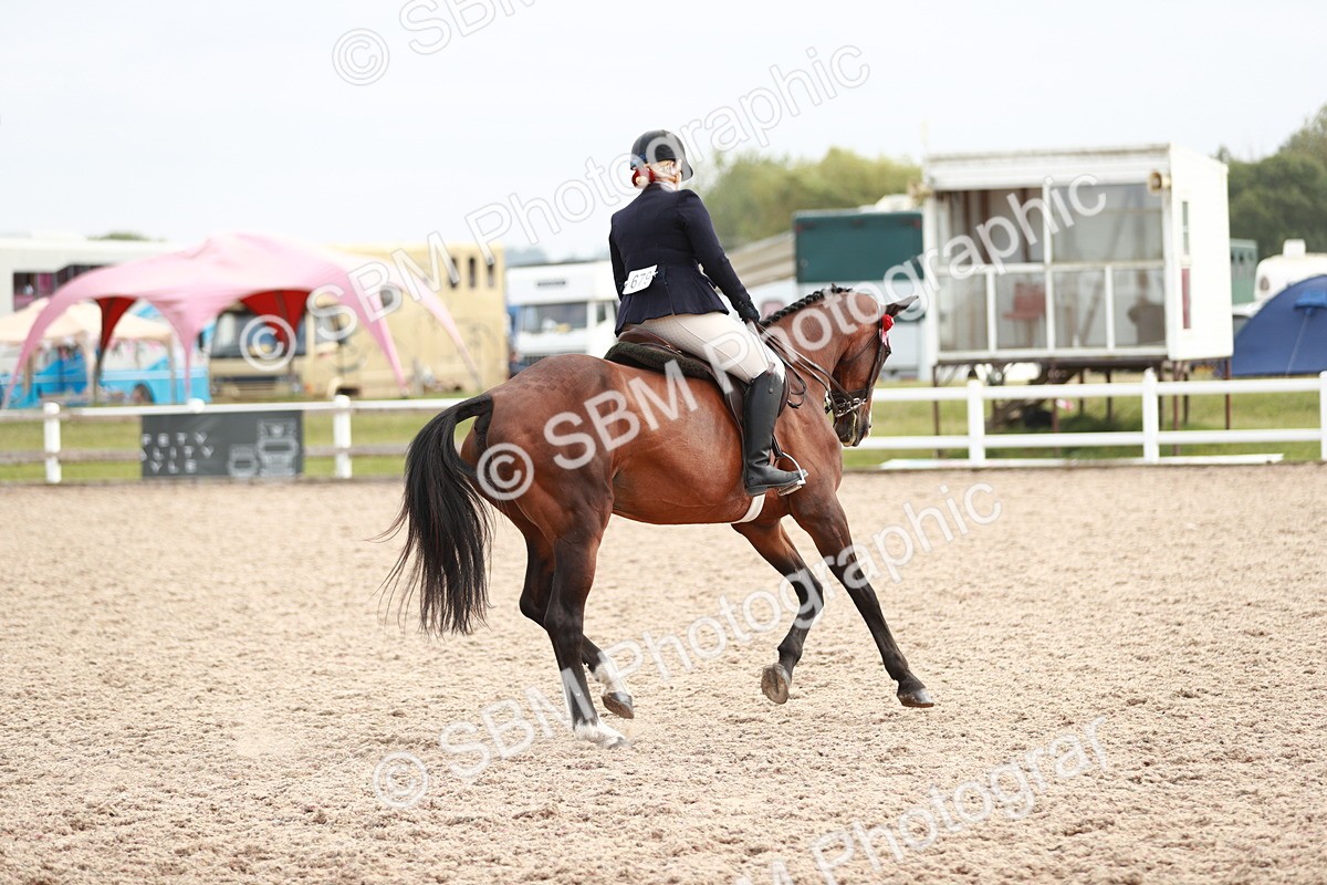 SBM_17604 - Class 215 Ridden Hack/ Riding Horse