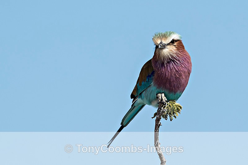 Lilac-breasted Roller - Etosha National Park ~ Birds