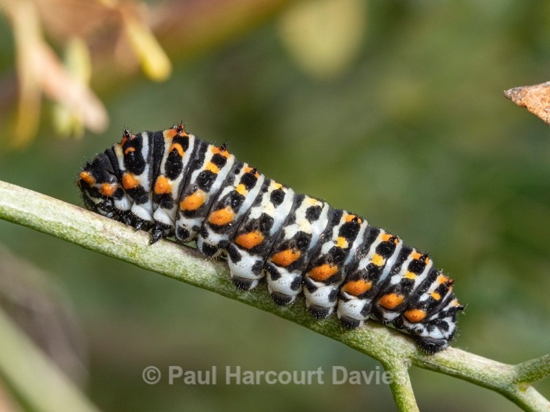 Larva of Common swallowtail (Papilio machaon) at 22 days after 3rd moult (fourth instar)...unusual dark form - Ten Metres from Home 1.  (2020)