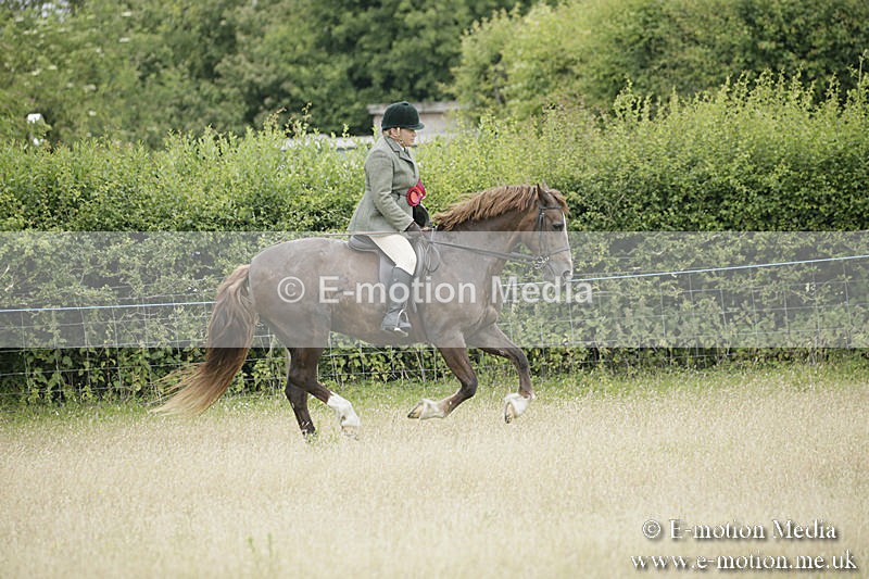 B230619-0978 - Bourne Valley Riding Club Summer Show 23/06/19