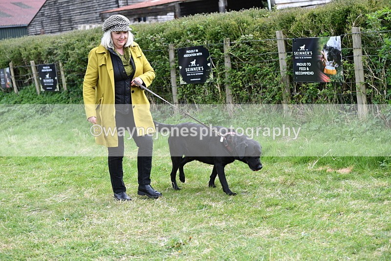 WJ5_9462 - Class 3 Most Handsome Dog
