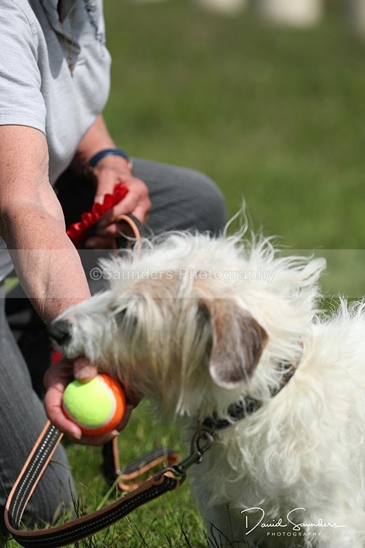 SPXX0602 - Dog show