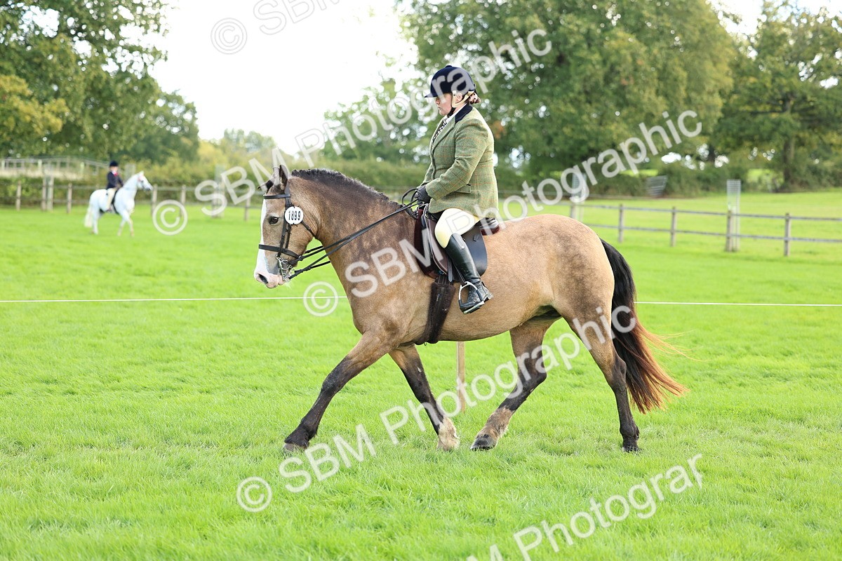 SBM_45548 - S33 - Working Hunter Pony