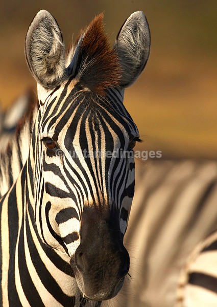 Plains zebra - Botswana