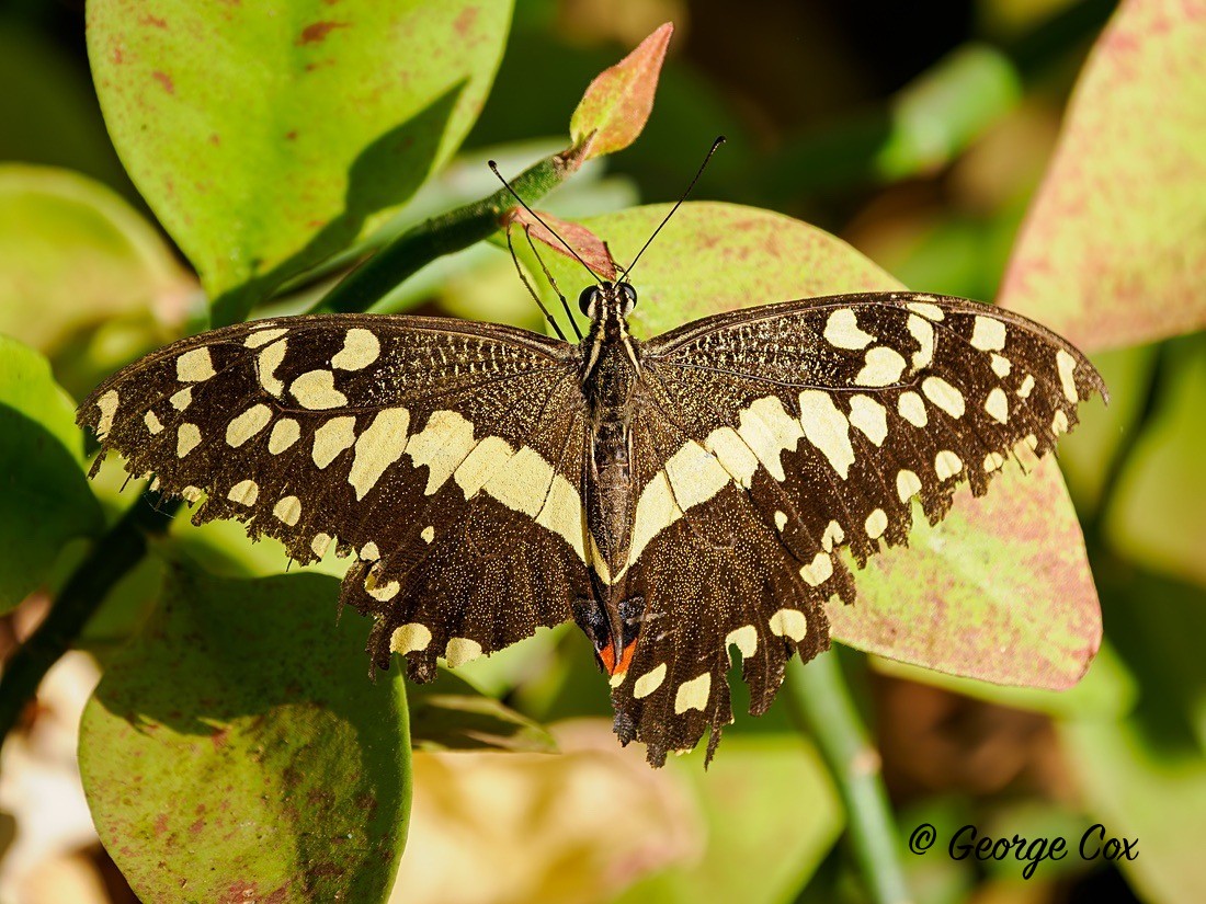 Citrus Swallowtail - Gambia 2025