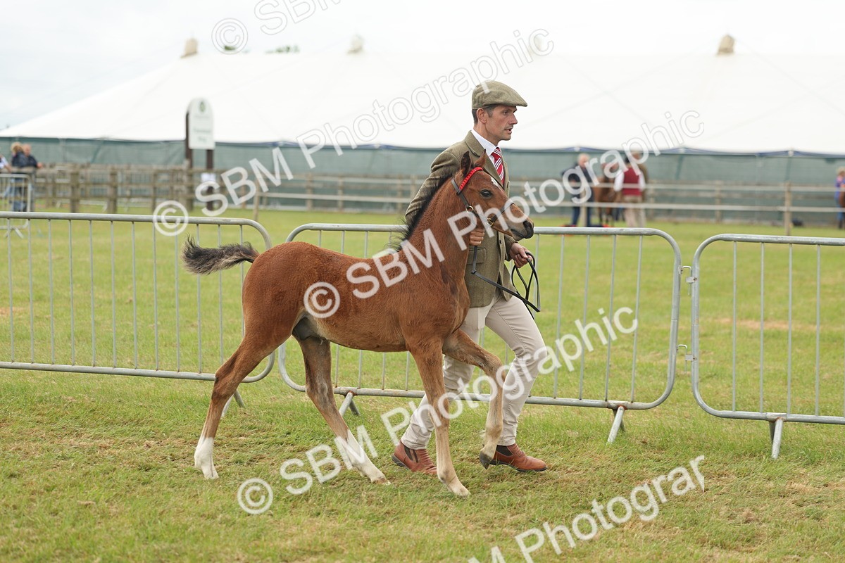SBM_05528 - Class 68-73 - Riding Pony Breeding