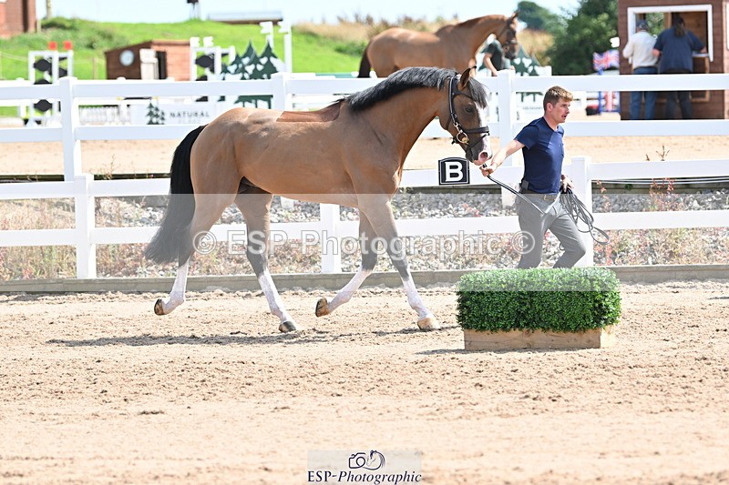 240717A-151700-02713 - Trot Up 3pm to 4pm