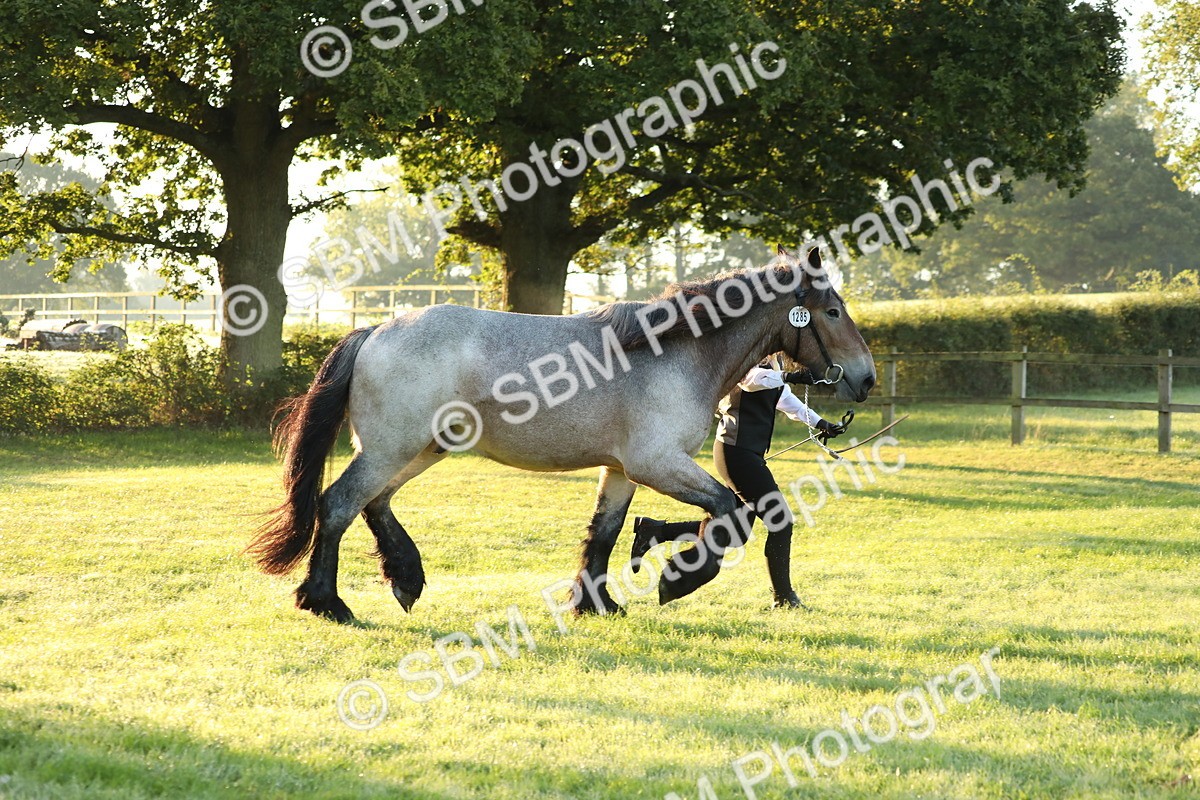 SBM_57804 - S42 - Youngstock