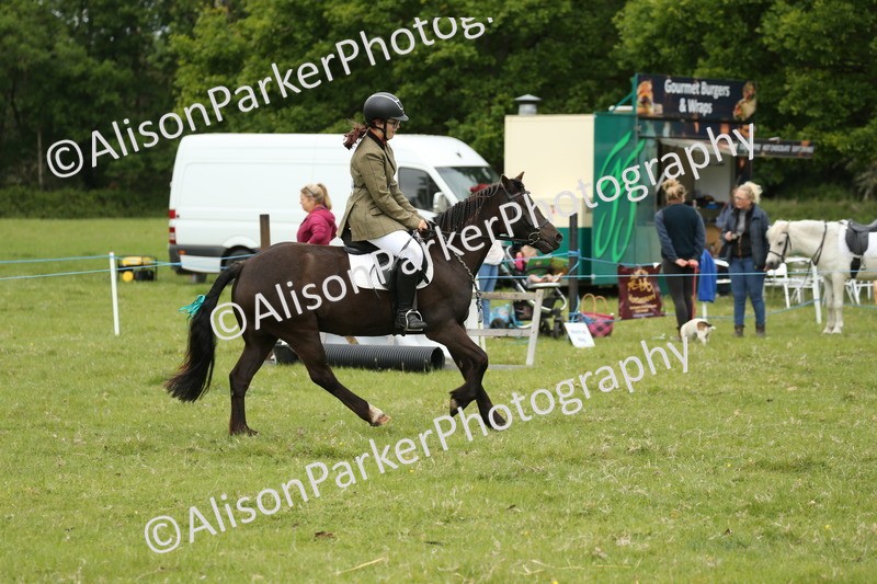 20250517-1028 - Class 21 - Novice Working Hunter