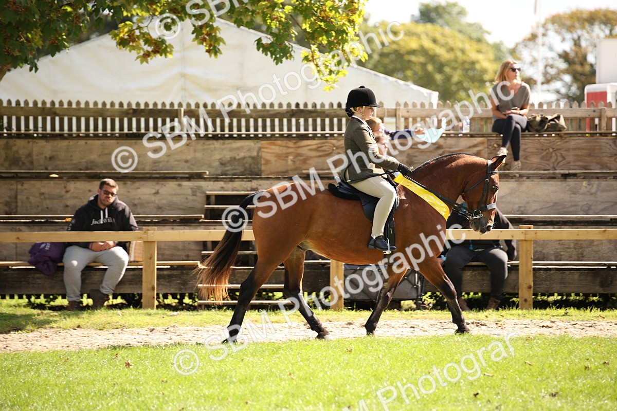 SBM_40893 - Fun Showing Supreme Championship