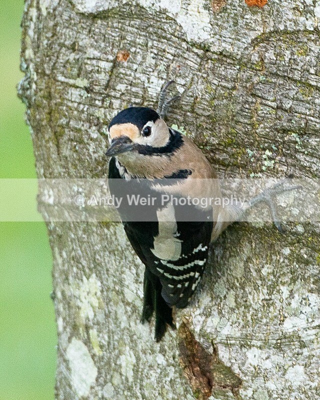 20111120-_MG_7687 - Woodpecker