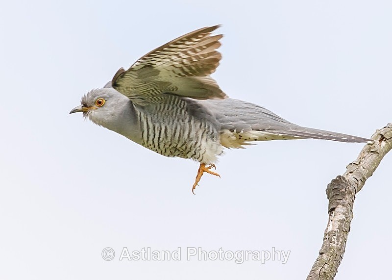 Astland Photography, Bird and Wildlife Images, Susan and Peter Wilson, U.K.