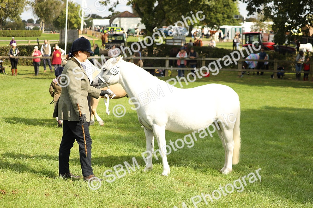 SBM_62764 - S46 - Mountain & Moorland In Hand Small Breeds