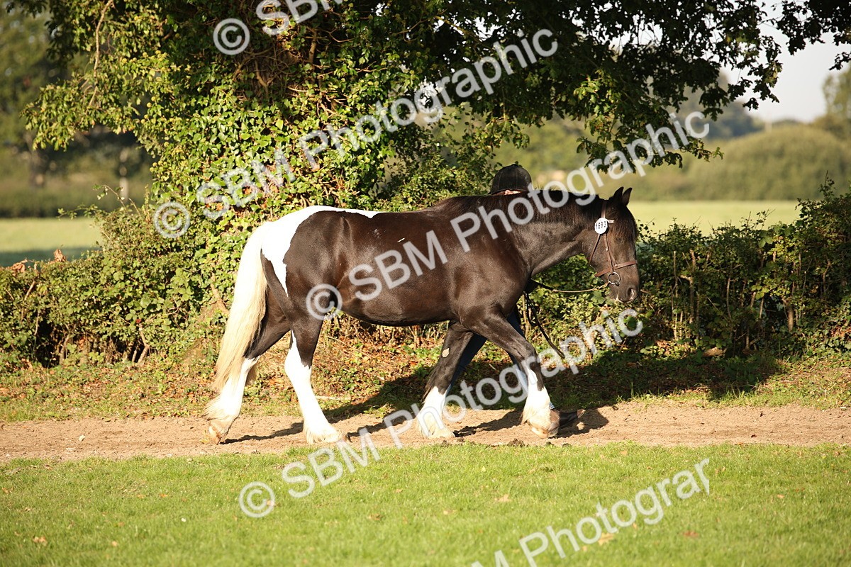 SBM_58655 - S51 - Piebald & Skewbald Horse In Hand