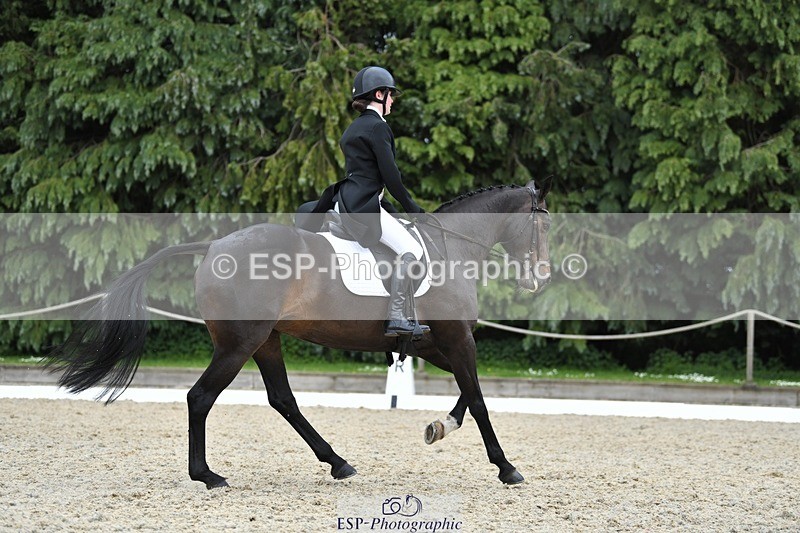 230525-142227-03133 - 320-CAVALIER_GUNFIRE-Tabitha_Baker-WEDTrotUp+DR