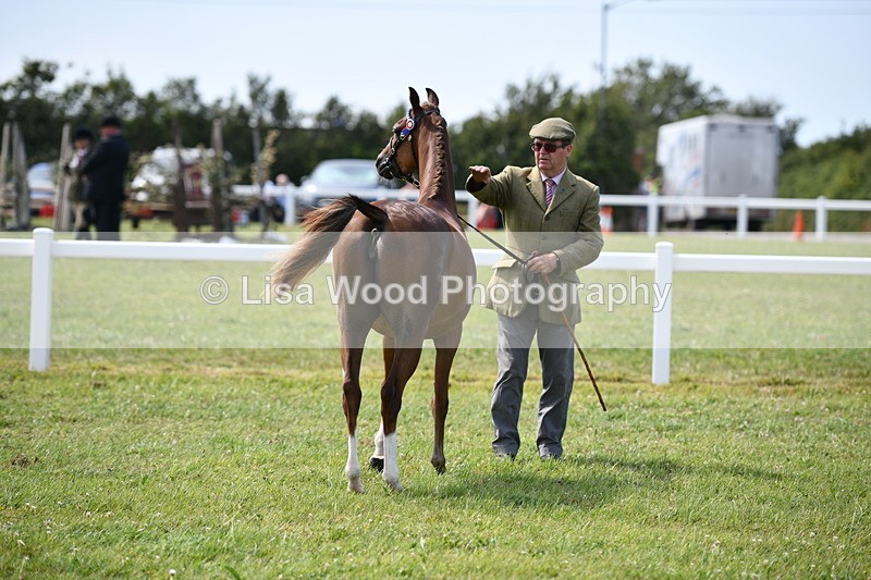 DSC_8271 - Class 68: Part Bred In Hand M & M
