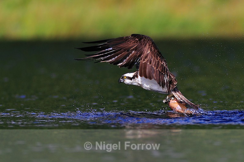 Osprey lifting off from the water with a fish - Osprey