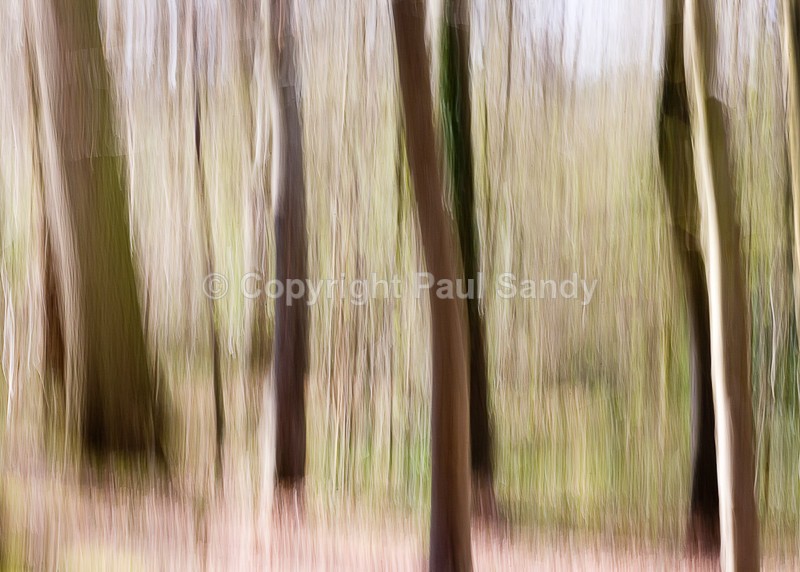 Stoke Woods, Exeter - Seeing the Wood AND the Trees