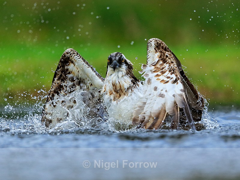 Osprey rises out of the water at Rothiemurchus - Osprey
