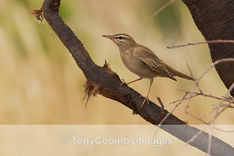 Rufous Bush Robin - Turkey
