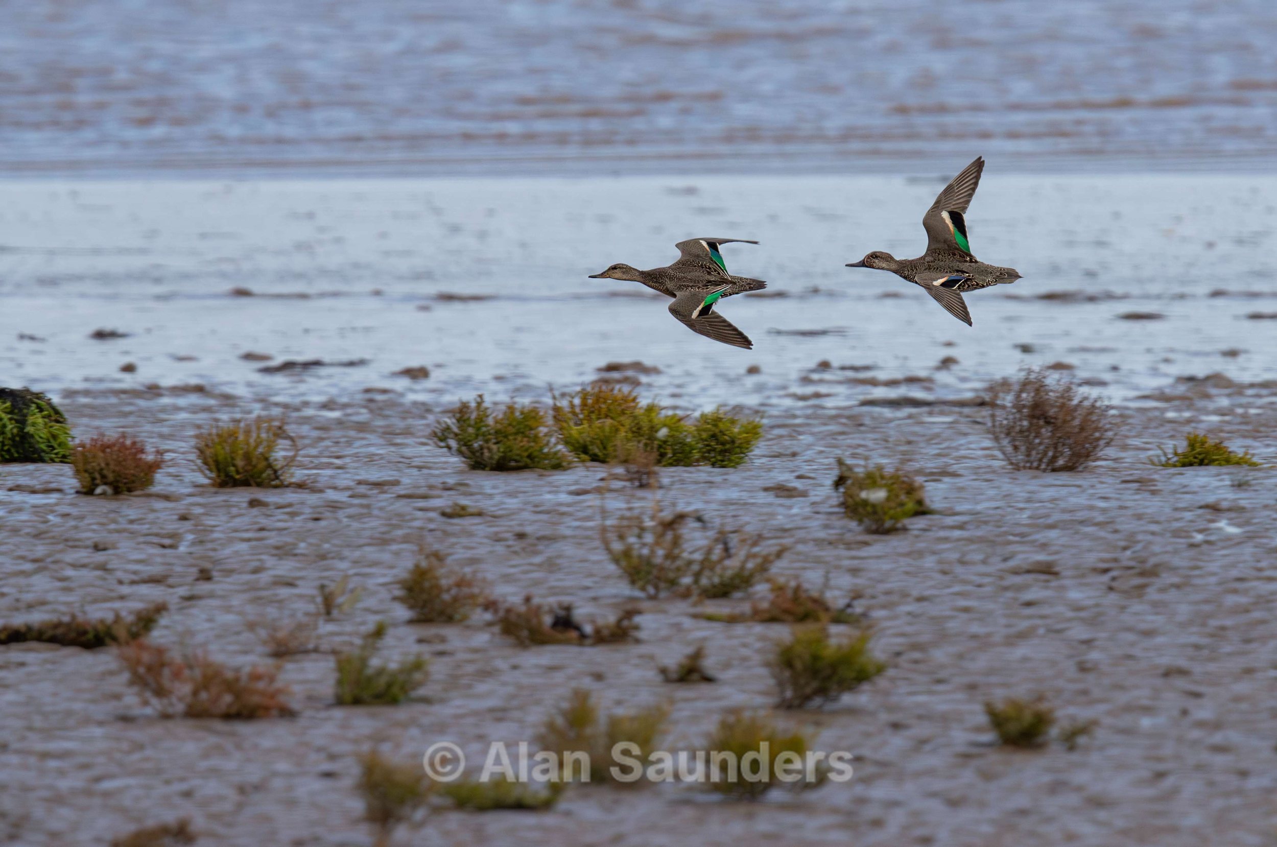 Eurasian Teal 9