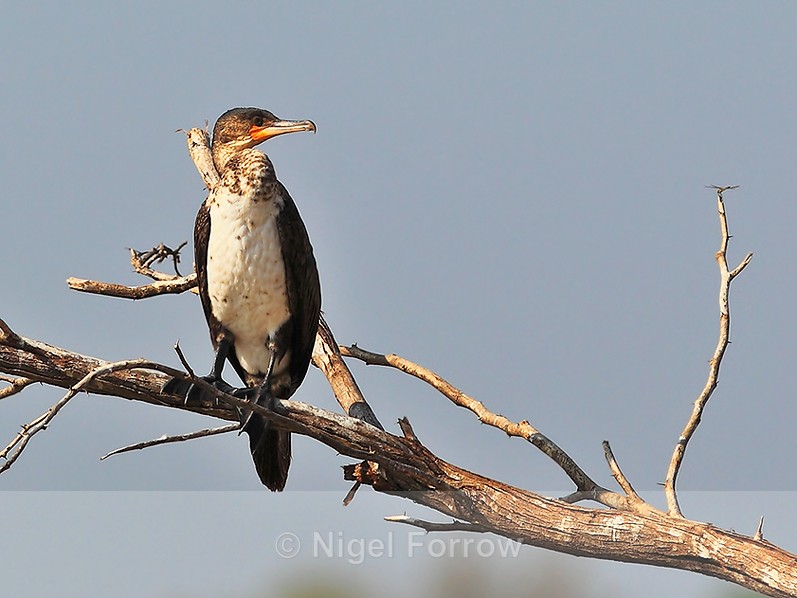Cormorant perched on a dead tree branch - Great Cormorant (White-breasted Cormorant)
