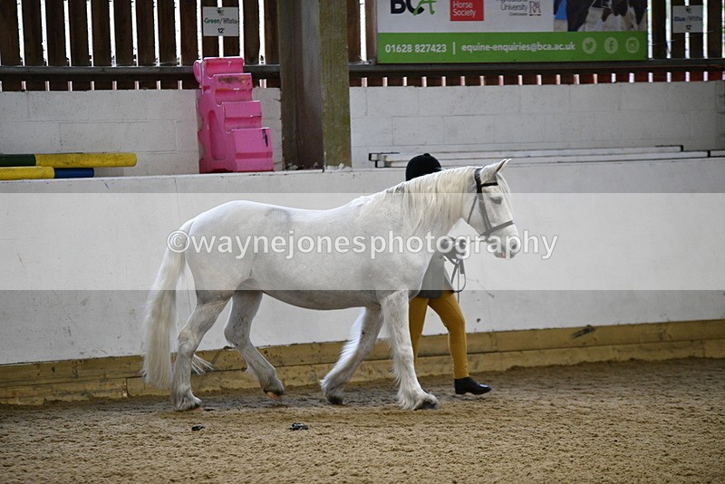 WJ5_4601 - Class 3 Part Bred In hand