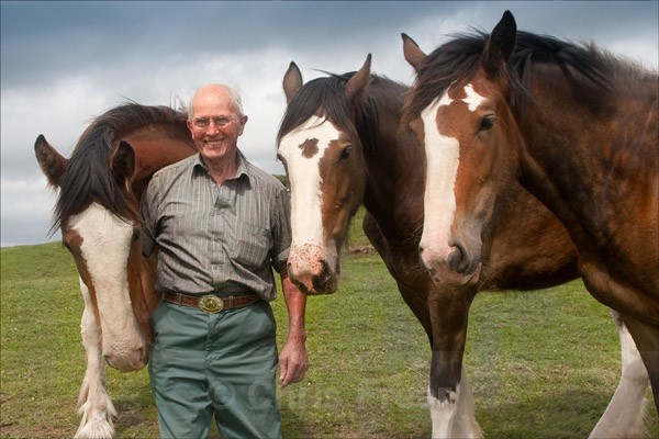 21 - Clydesdales