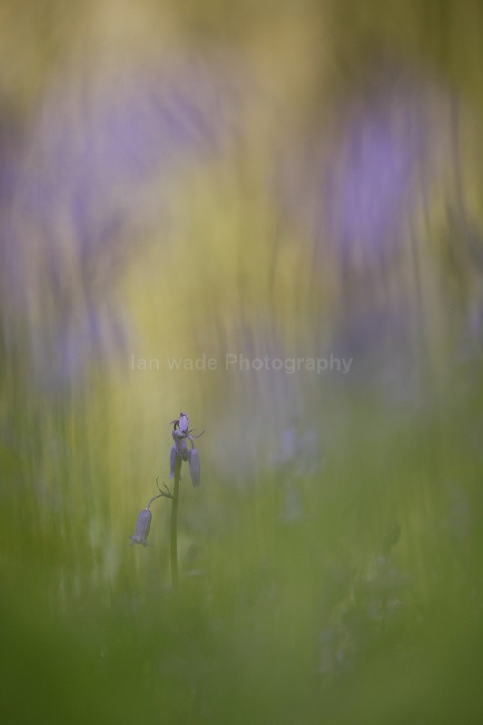  - Wild Flowers,  plants & Fungus photography, Great Britain